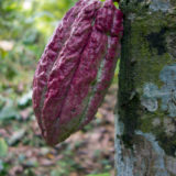 Cocoa pod