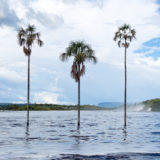 Palm trees in Laguna de Canaima