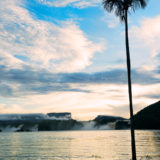 Palm tree in Laguna de Canaima