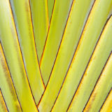 Abstract palm