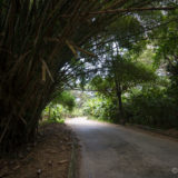 Road in Henry Pittier NP