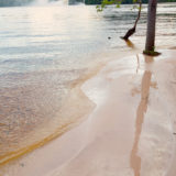 Palm tree in Laguna de Canaima