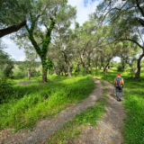 The Corfu trail in an olive orchard