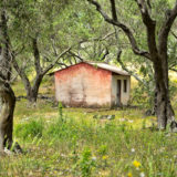 Cabin in olive orchard