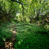 The woods near Valanio