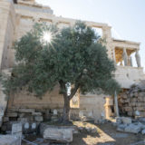 The Legendary Olive Tree of the Pandroseion