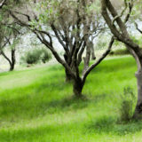 Olive trees