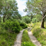 Road in an olive orchard