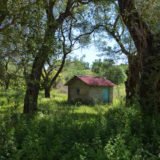 Cabin in olive orchard