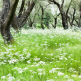 Flowers in olive orchard