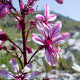 Flowers on the Pantokrator